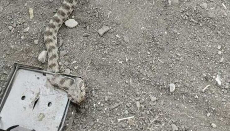 Elazığ’da fare tuzağına yılan yakalandı