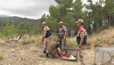 Tedavileri tamamlanan karaca ve 2 leylek doğaya salındı