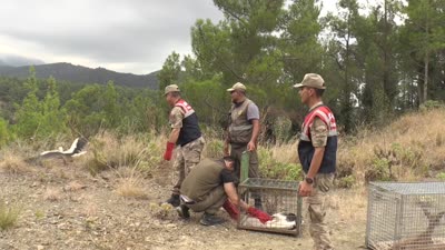 Tedavileri tamamlanan karaca ve 2 leylek doğaya salındı