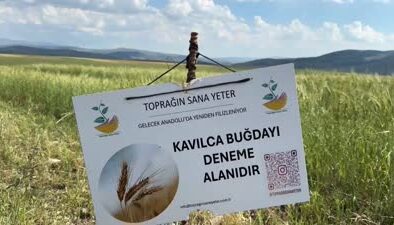 Tescilli kavılca buğdayı yüksek verim verdi