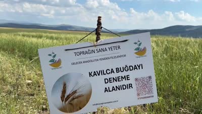 Tescilli kavılca buğdayı yüksek verim verdi