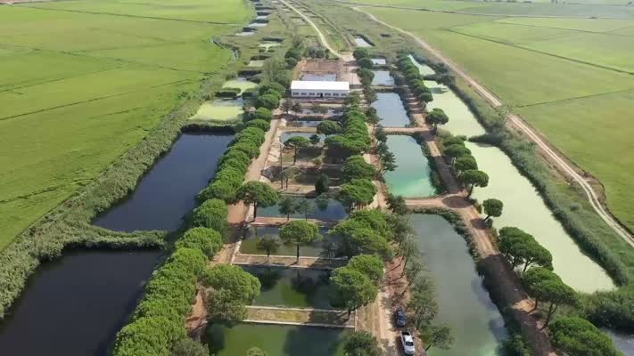 Üretilen 10 milyon yavru sazan balığı baraj ve göletlere bırakıldı