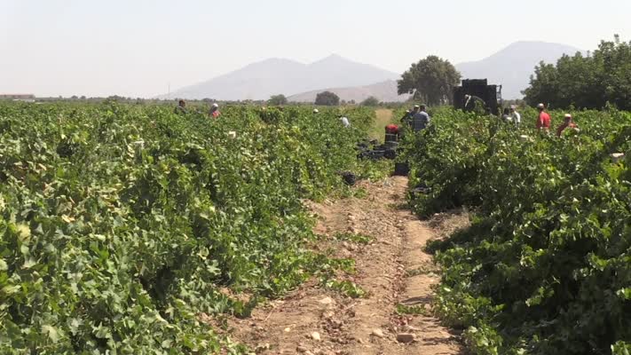 Üzüm üreticisinin hasat mesaisi başladı