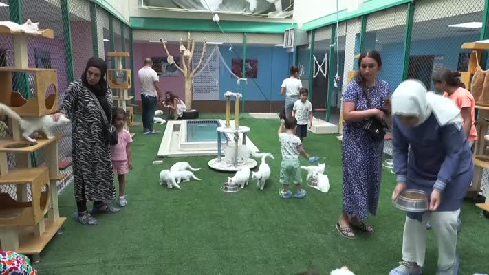 Van kedisi sahiplendirmede bu yılki hedef 100’ün üzerine çıkmak