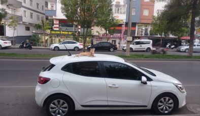 Mahallenin hınzır kedisi arabaların tepesinden sadece yiyecek için iniyor