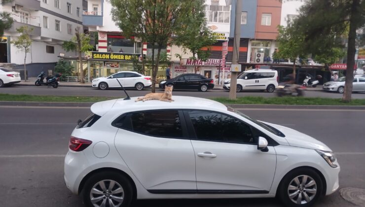 Mahallenin hınzır kedisi arabaların tepesinden sadece yiyecek için iniyor
