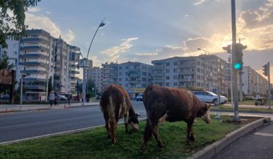 Diyarbakır’da başı boş inekler trafik güvenliğini tehdit ediyor