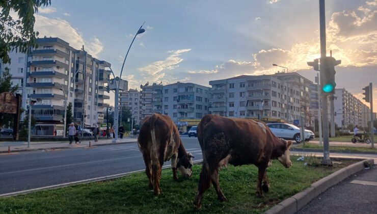 Diyarbakır’da başı boş inekler trafik güvenliğini tehdit ediyor