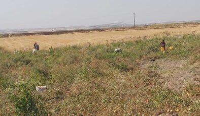 Diyarbakır’da çiftçi tarlasındaki domatesleri ücretsiz dağıttı