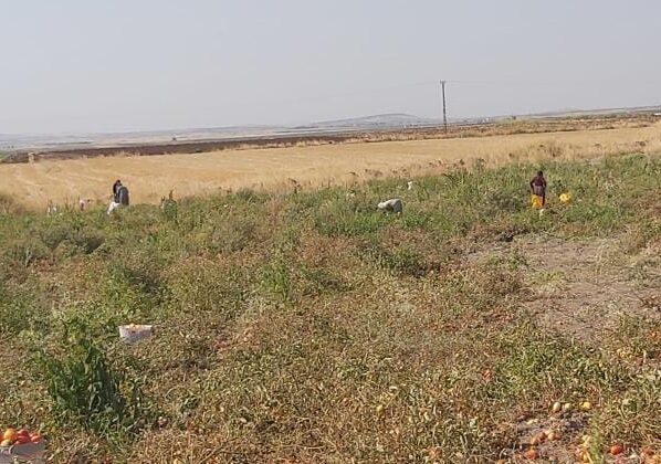 Diyarbakır’da çiftçi tarlasındaki domatesleri ücretsiz dağıttı