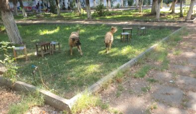 DÜ yerleşkesinde başıboş köpekler vatandaşları korkutuyor