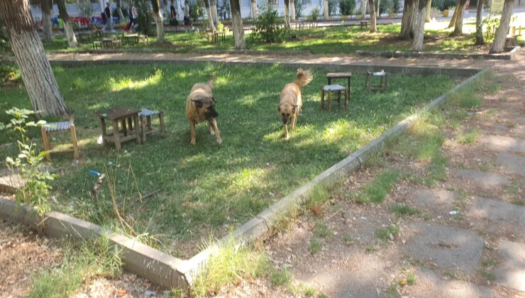 DÜ yerleşkesinde başıboş köpekler vatandaşları korkutuyor