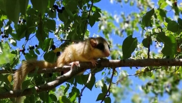 Yediuyur Erzincan’da görüntülendi