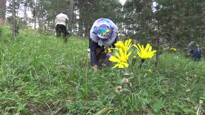 Yağışların ardından yaban mersini bereketi yaşanıyor