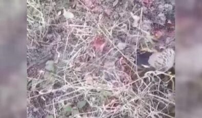 Yaralı bulunan balaban kuşu tedavi altına alındı