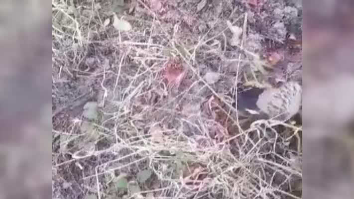 Yaralı bulunan balaban kuşu tedavi altına alındı