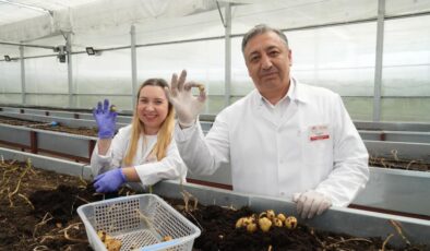 Yerli patates çeşitleri pazarlarda