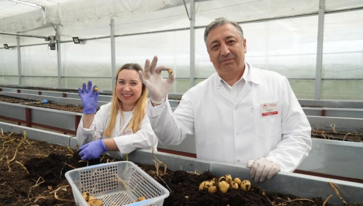 Yerli patates çeşitleri pazarlarda