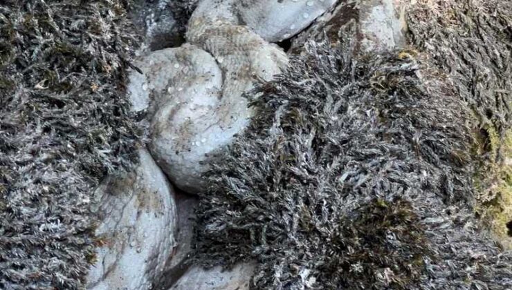 Yüksekova’da engerek yılanı görüntülendi