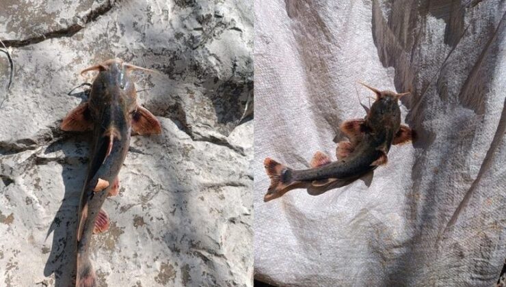 Zap Suyu’nda iğneli bodur yayın balığı yakalandı