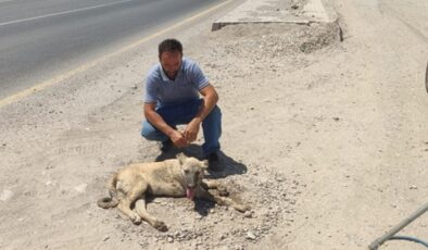 Aracın çarptığı köpek tedavi altına alındı