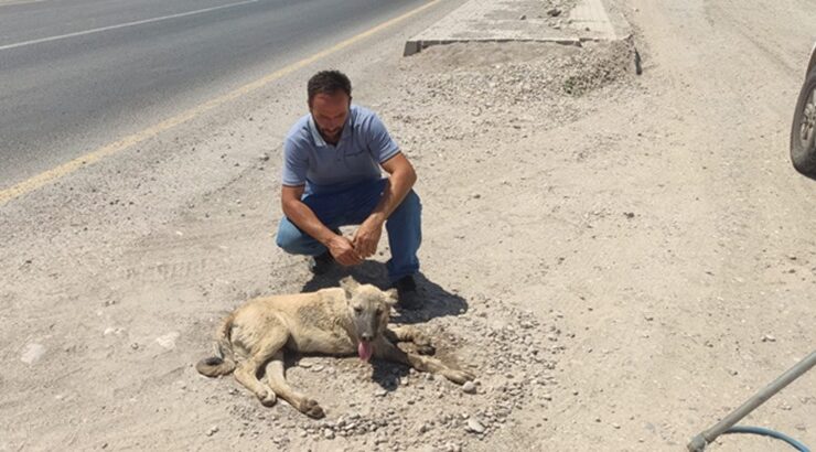 Aracın çarptığı köpek tedavi altına alındı
