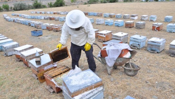 Batman’da organik kara kovan balında hasat başladı