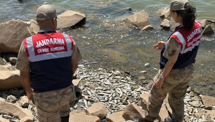Devegeçidi baraj kıyısında çok sayıda ölü ‘Asya Sazanı’ bulundu