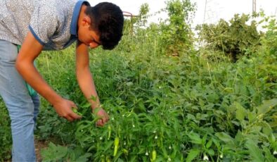 Gercüş’te organik ürünlerdeki bereket fiyatları düşürdü
