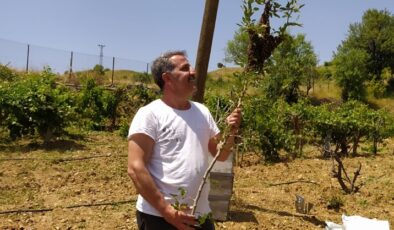 Kulp ilçesinde organik bal hasadı başladı
