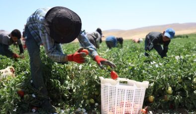 Mevsimlik işçilerin sıcak altına ekmek mücadelesi