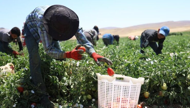 Mevsimlik işçilerin sıcak altına ekmek mücadelesi
