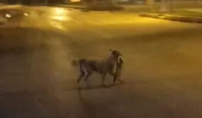 Sokak köpeği parçaladığı kediyi ağzında götürdü