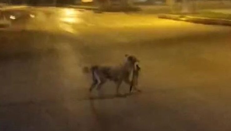 Sokak köpeği parçaladığı kediyi ağzında götürdü