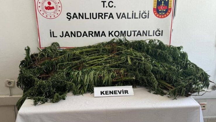 Suruç’ta 169 kök kenevir bitkisi ele geçirildi