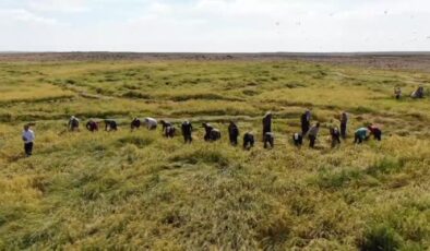 Diyarbakır’da taşlı arazide yetiştirilen tescilli Karacadağ pirincinde hasat başladı