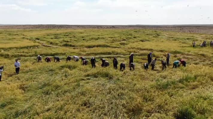Diyarbakır’da taşlı arazide yetiştirilen tescilli Karacadağ pirincinde hasat başladı