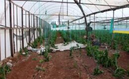 Antalya’da hortum evlere ve seralara zarar verdi