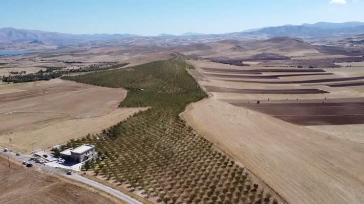472 bin ağaçta yetiştirilen bademde hasat zamanı