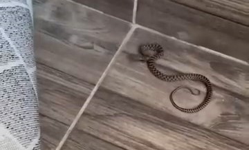 4’üncü kattaki evin balkonunda yılan bulundu