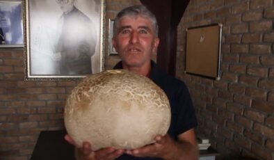 Arazide bulunan dev mantar 8 kilo ağırlığında