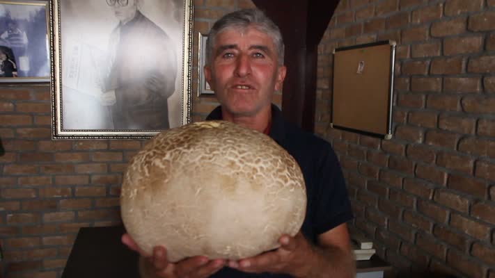Arazide bulunan dev mantar 8 kilo ağırlığında