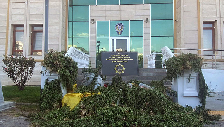 Şanlıurfa’da 2 bin 375 kök Hint keneviri ele geçirildi