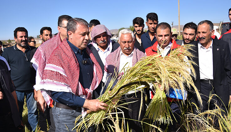 Tescilli Karacadağ pirincinde hasat başladı
