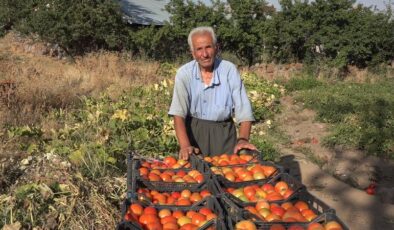 Ata tohumuyla 50 yıldır domates yetiştiriyor, gelecek nesillere aktarıyor