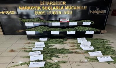 Diyarbakır’da 140 milyon lira değerinde Hint keneviri imha edildi