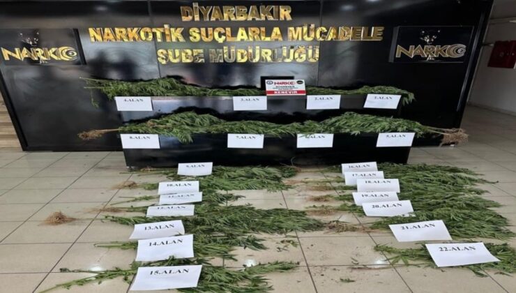 Diyarbakır’da 140 milyon lira değerinde Hint keneviri imha edildi