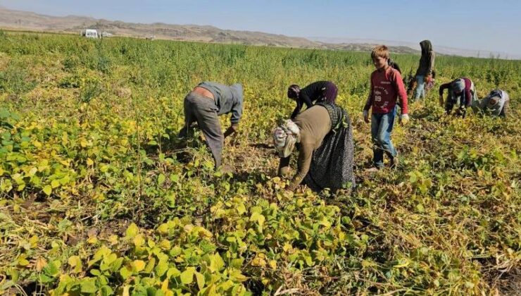 Adilcevaz’da fasulye hasadı yüksek rekolte beklentisiyle başladı