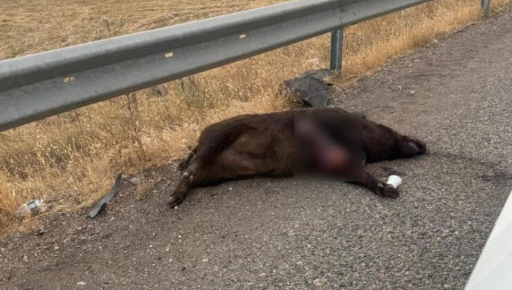 Adıyaman’da yola çıkan domuz kazaya neden oldu