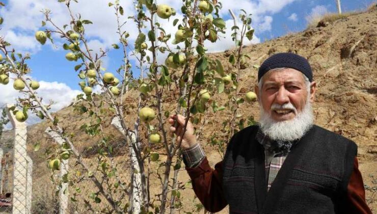 Armut ağacı sonbaharda çiçek açtı